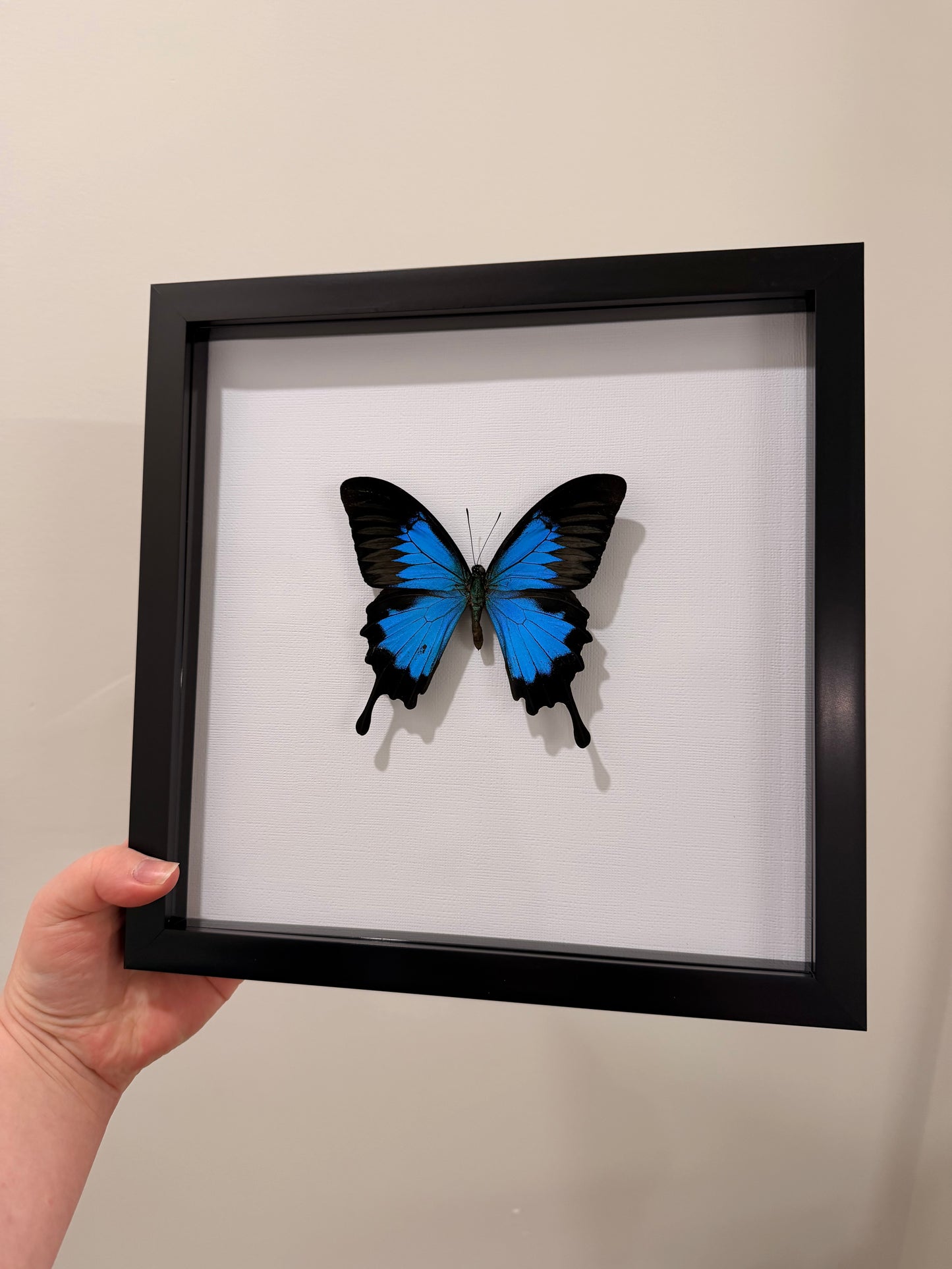 Blue Emperor (Papilio Ulysses ~ Male)