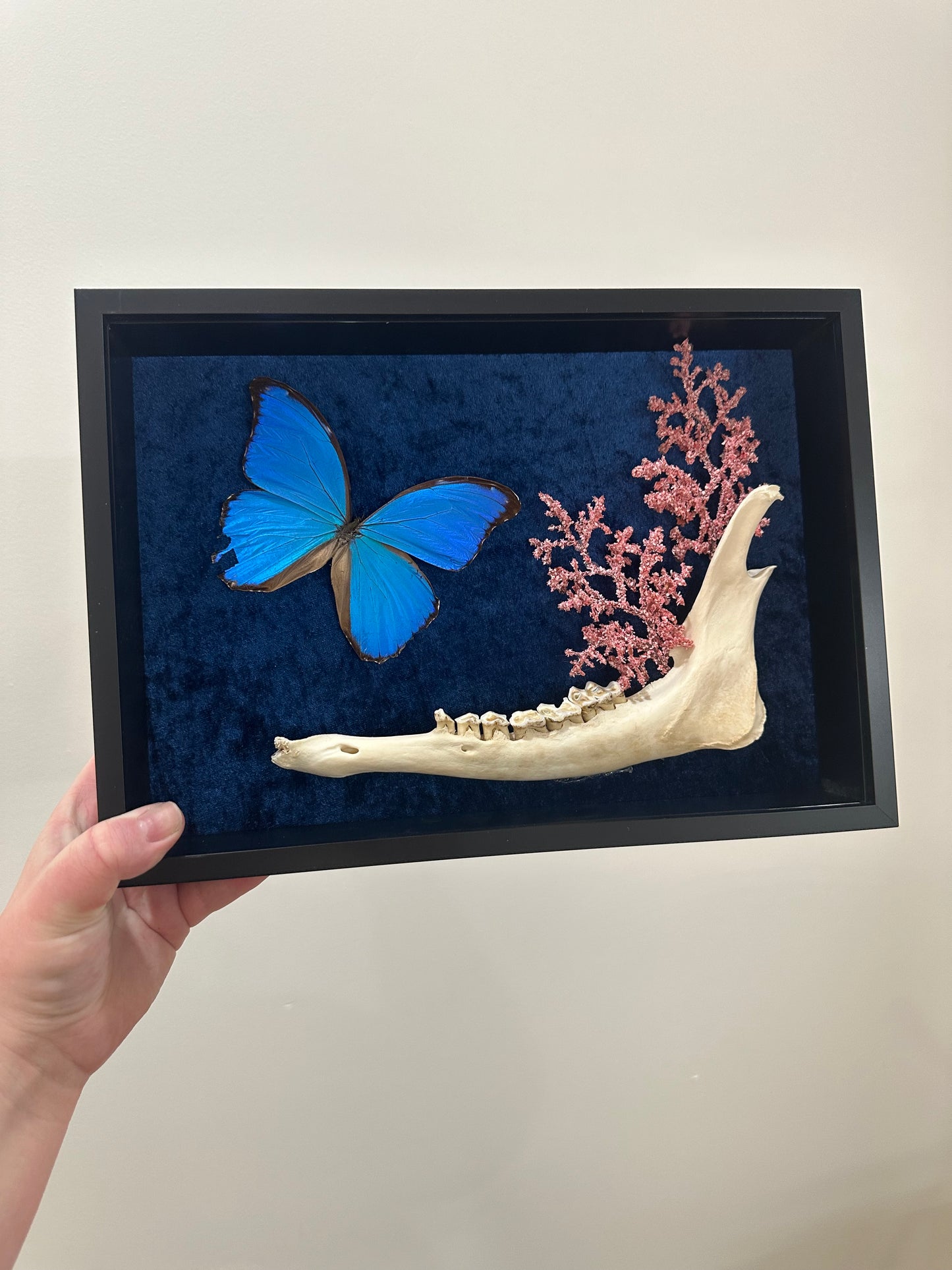 Amazon Blue with XL Doe Jaw