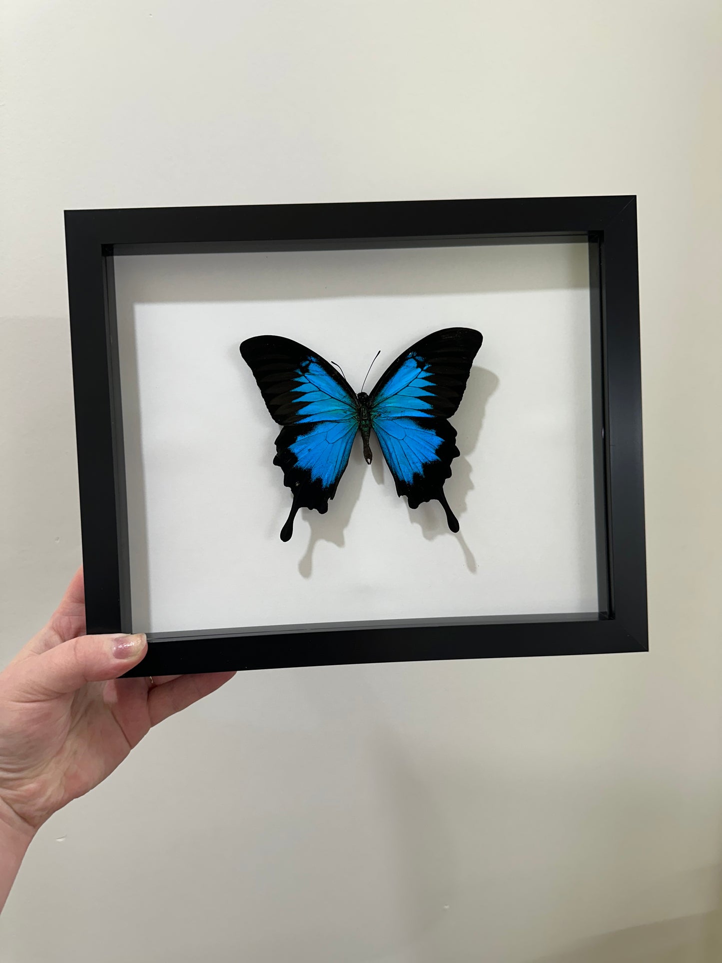 Papilio Ulysses (Blue Emperor)