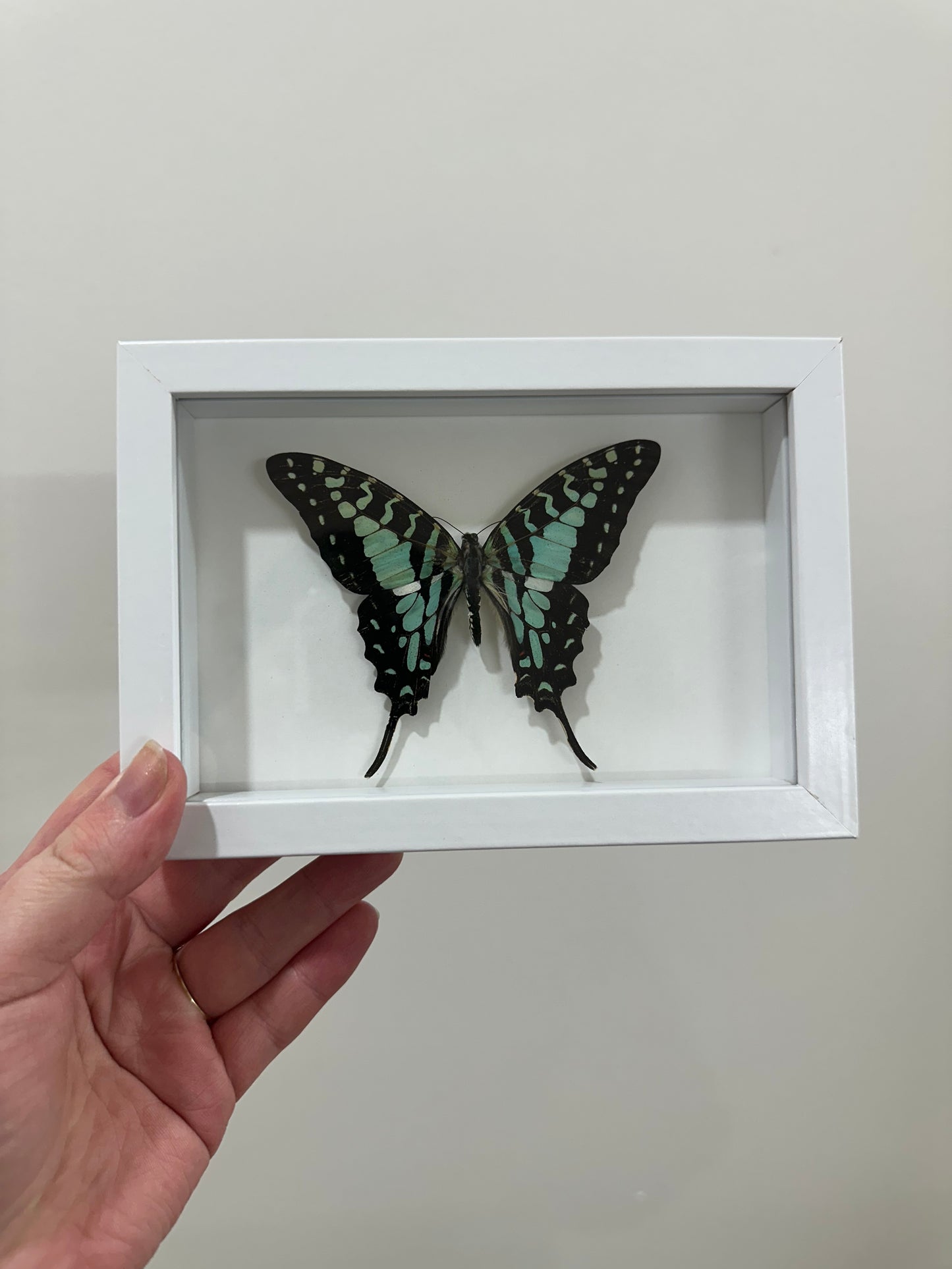 Large Striped Swallowtail (Graphium antheus)