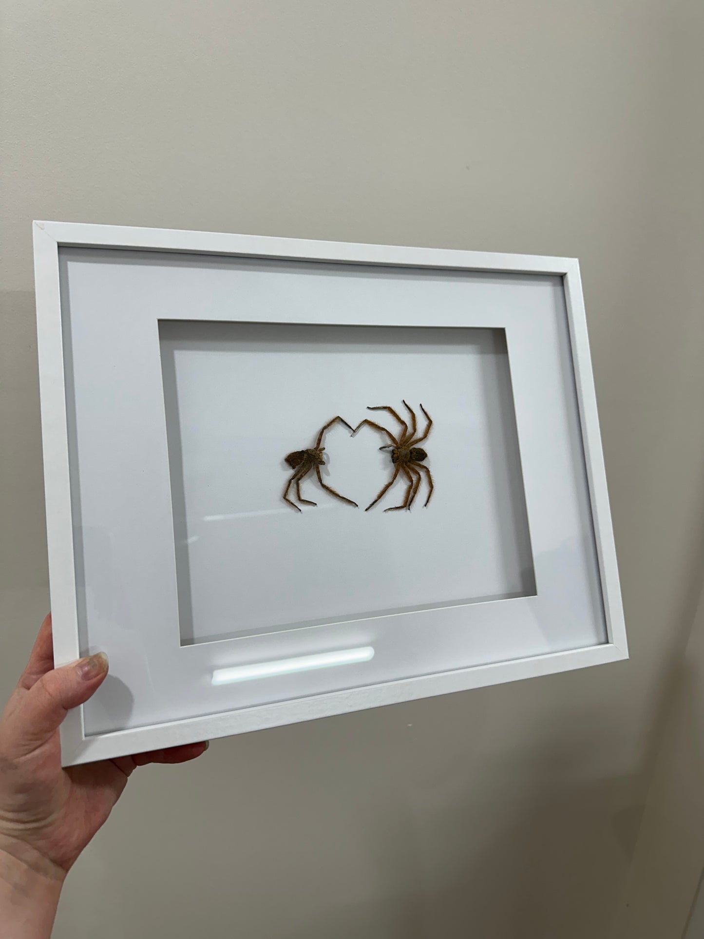 Spider lovers