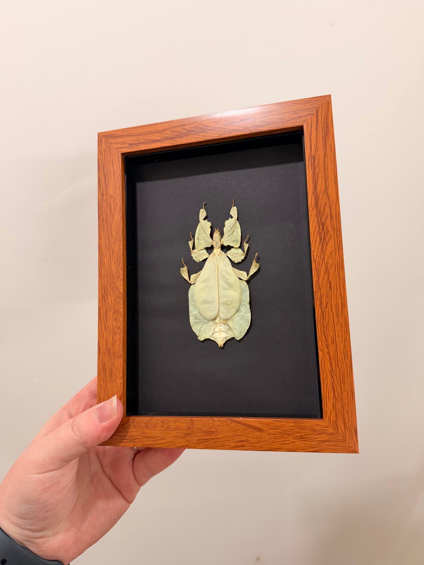 Gray's Leaf Insect (Phyllium Pulchrifolium - Yellow - A2)