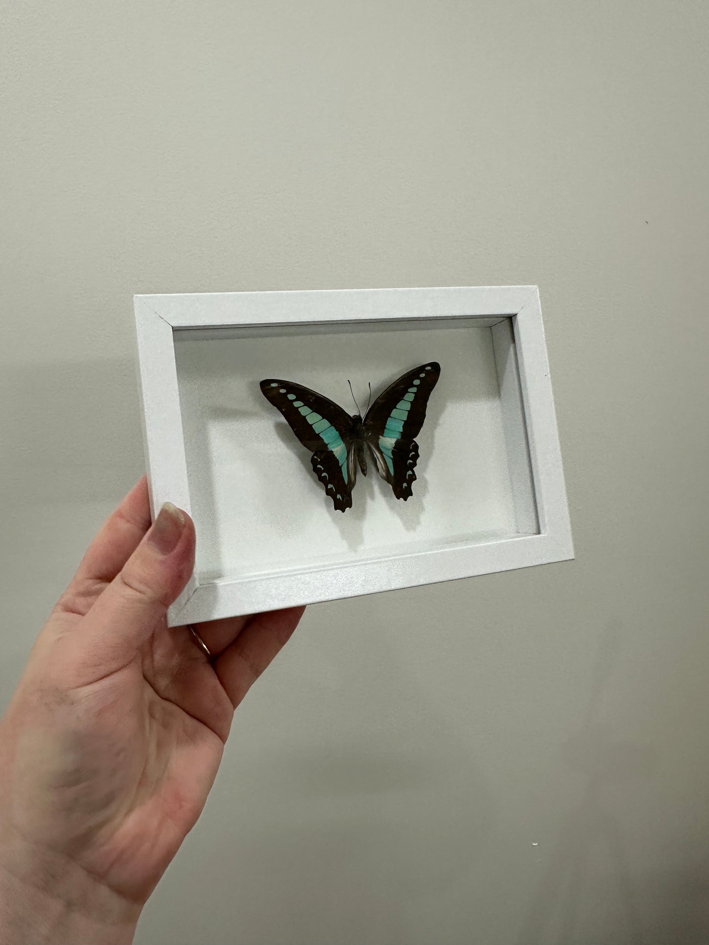 Common Bluebottle Butterfly
