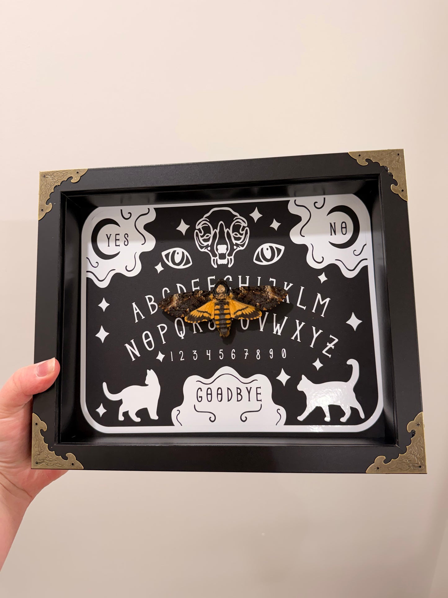 Ouija Board with African Death’s Head Hawkmoth (Acherontia Atropos)