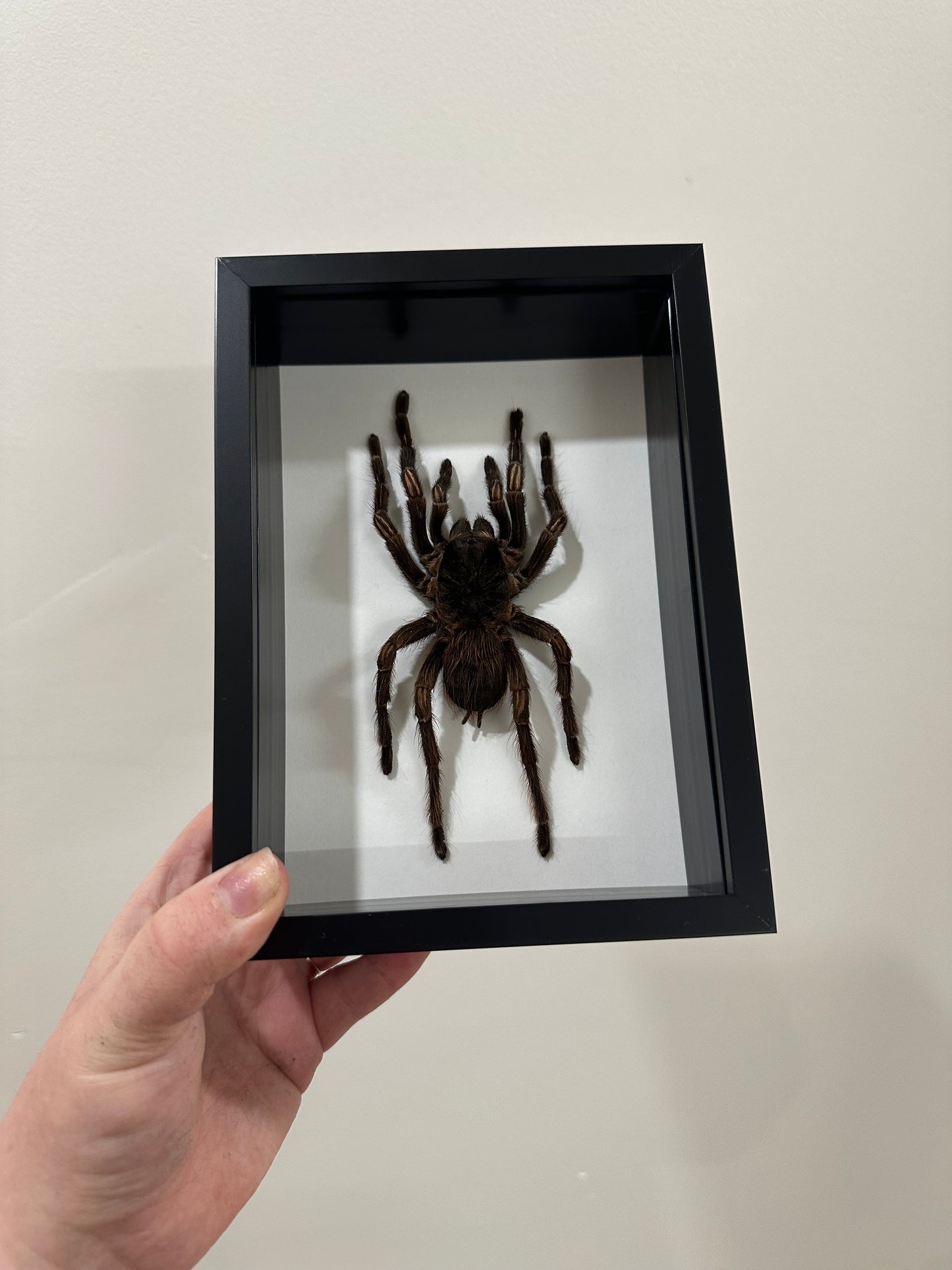 Amazon Orange-banded Tarantula (Acanthoscurria Juruenicola)