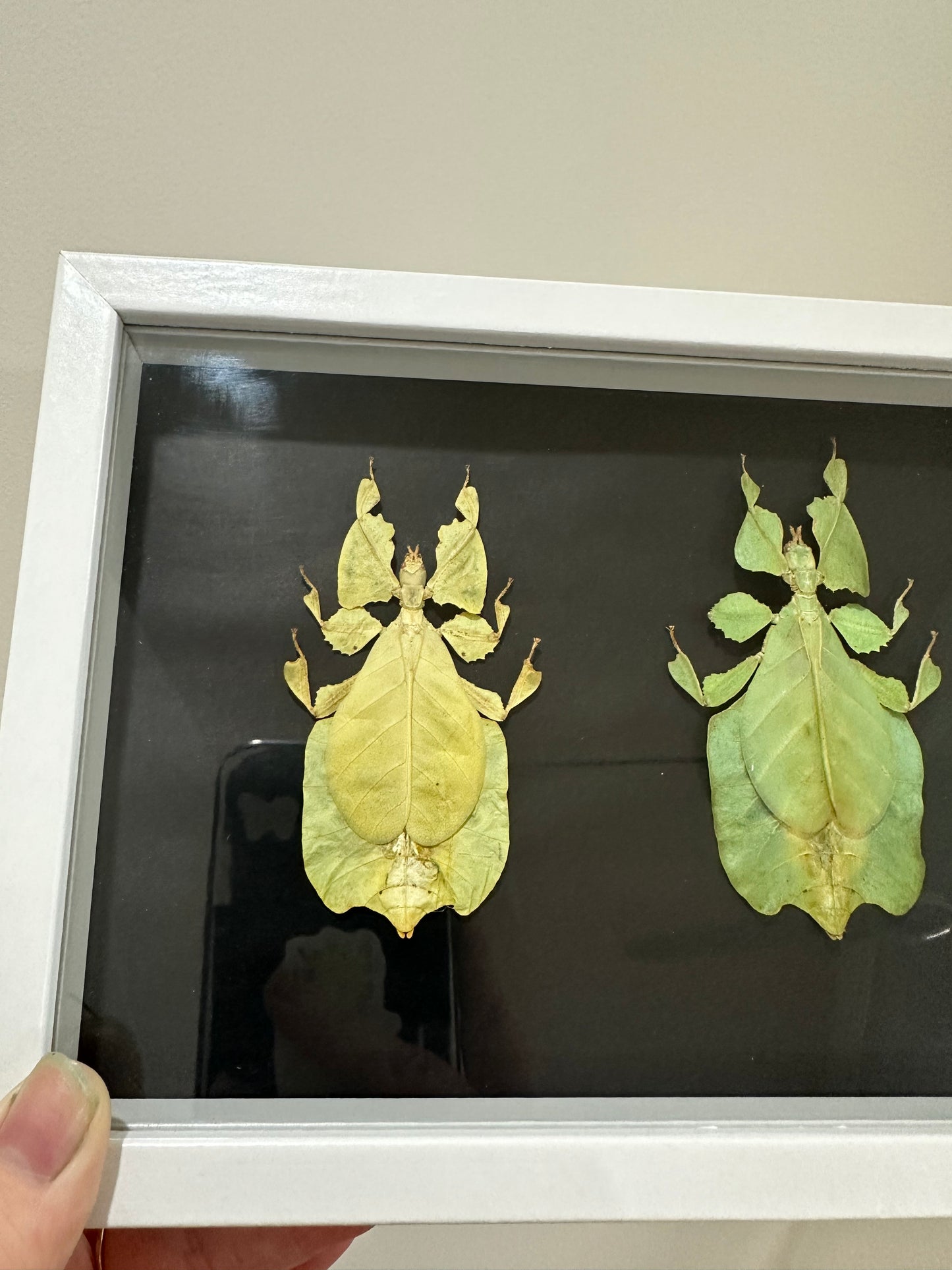 Yellow and Green Leaf Insect (Phyllium Pulchrifolium)