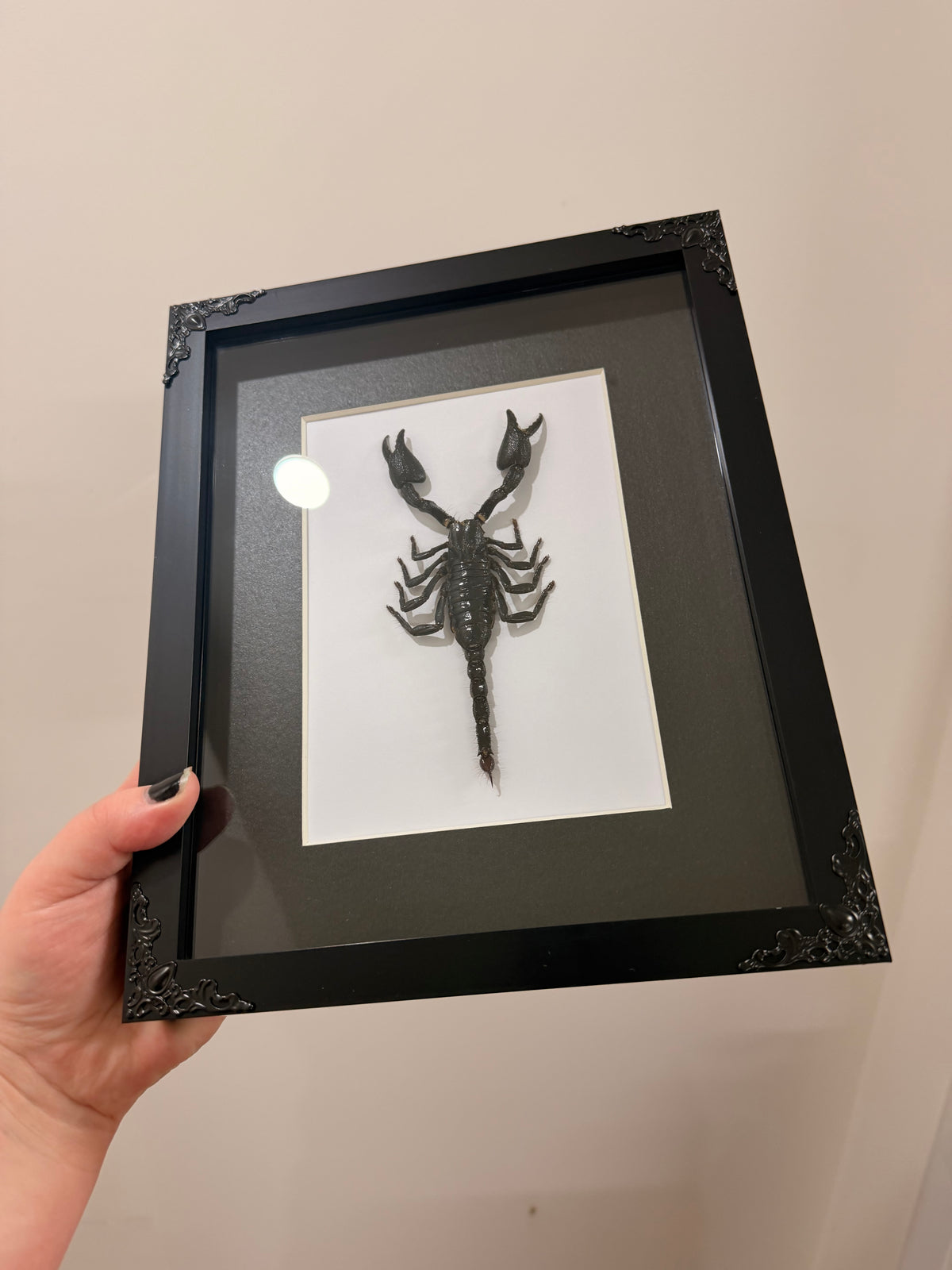 Black Forest Scorpion (Javanimetrus Cyaneus)