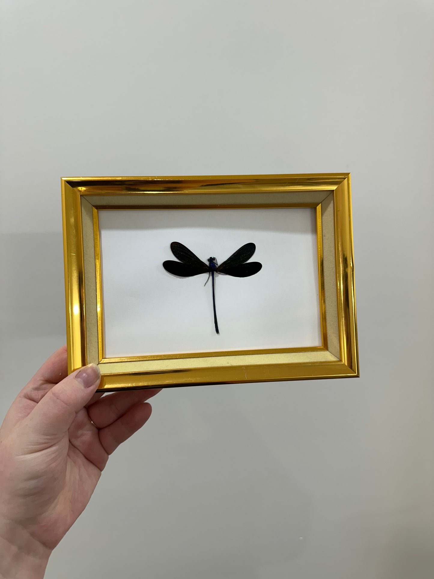 Ebony Jewelwing (Vestalis Luctuosa)