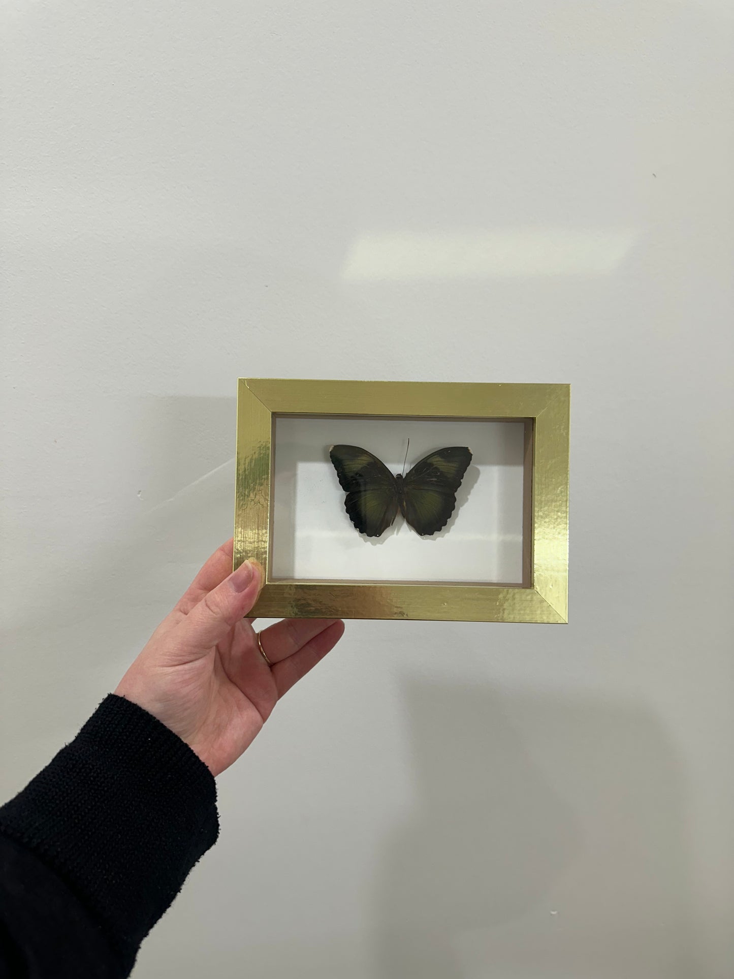 Butterfly in gold frame