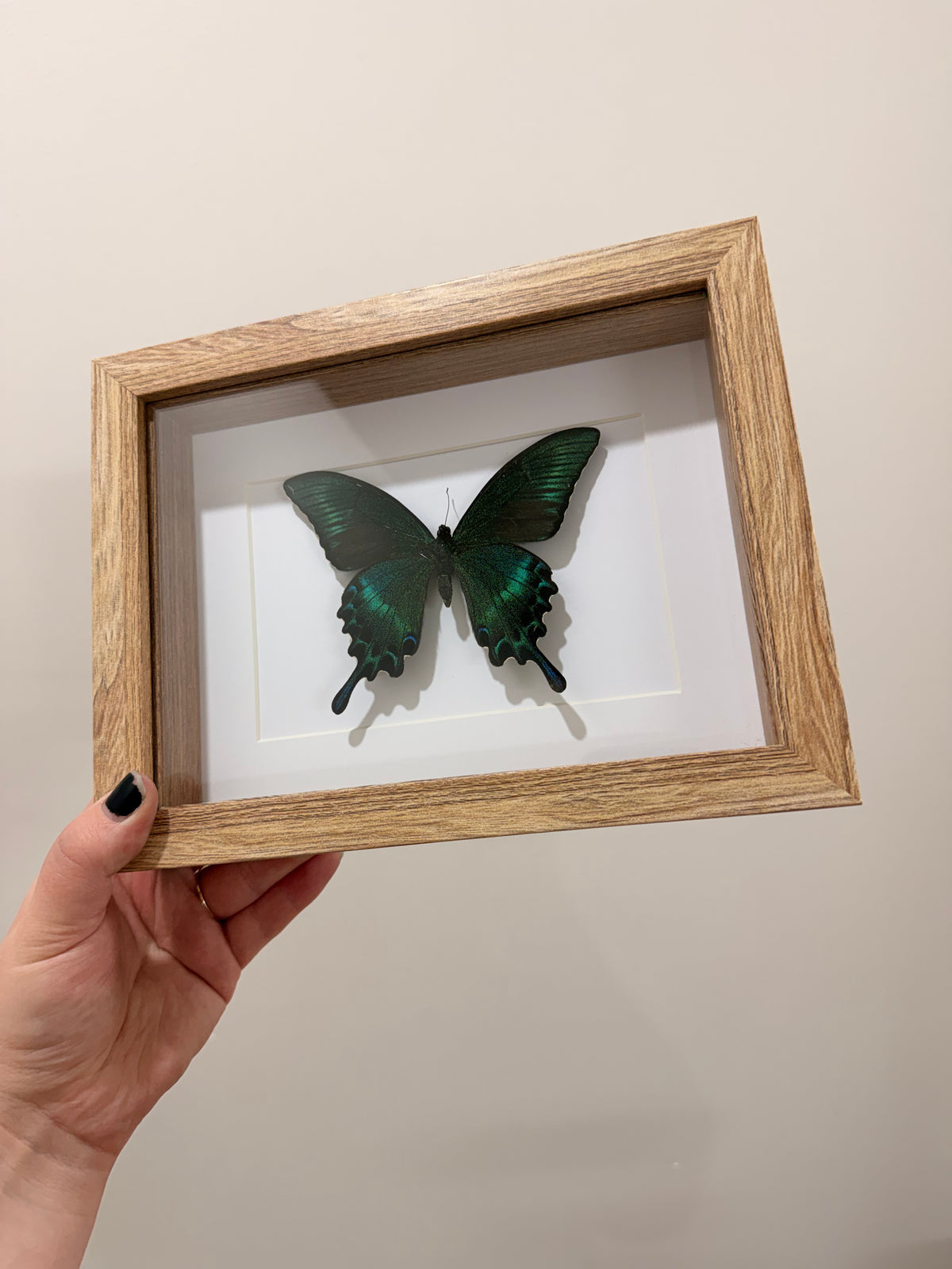 Alpine Black Swallowtail (Papilio Maackii)