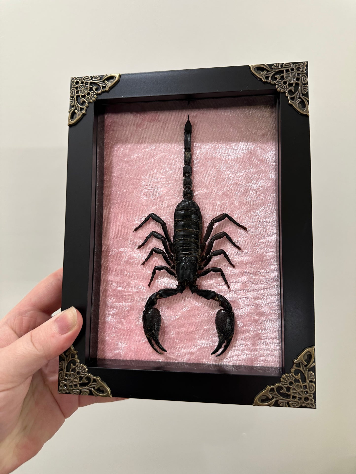 Asian Forest Scorpion (Heterometrus Spinifer)