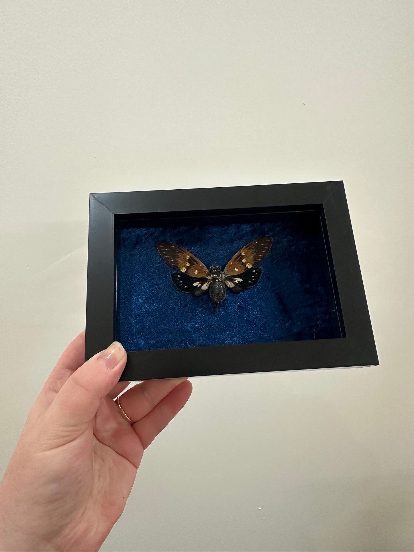 Cicada