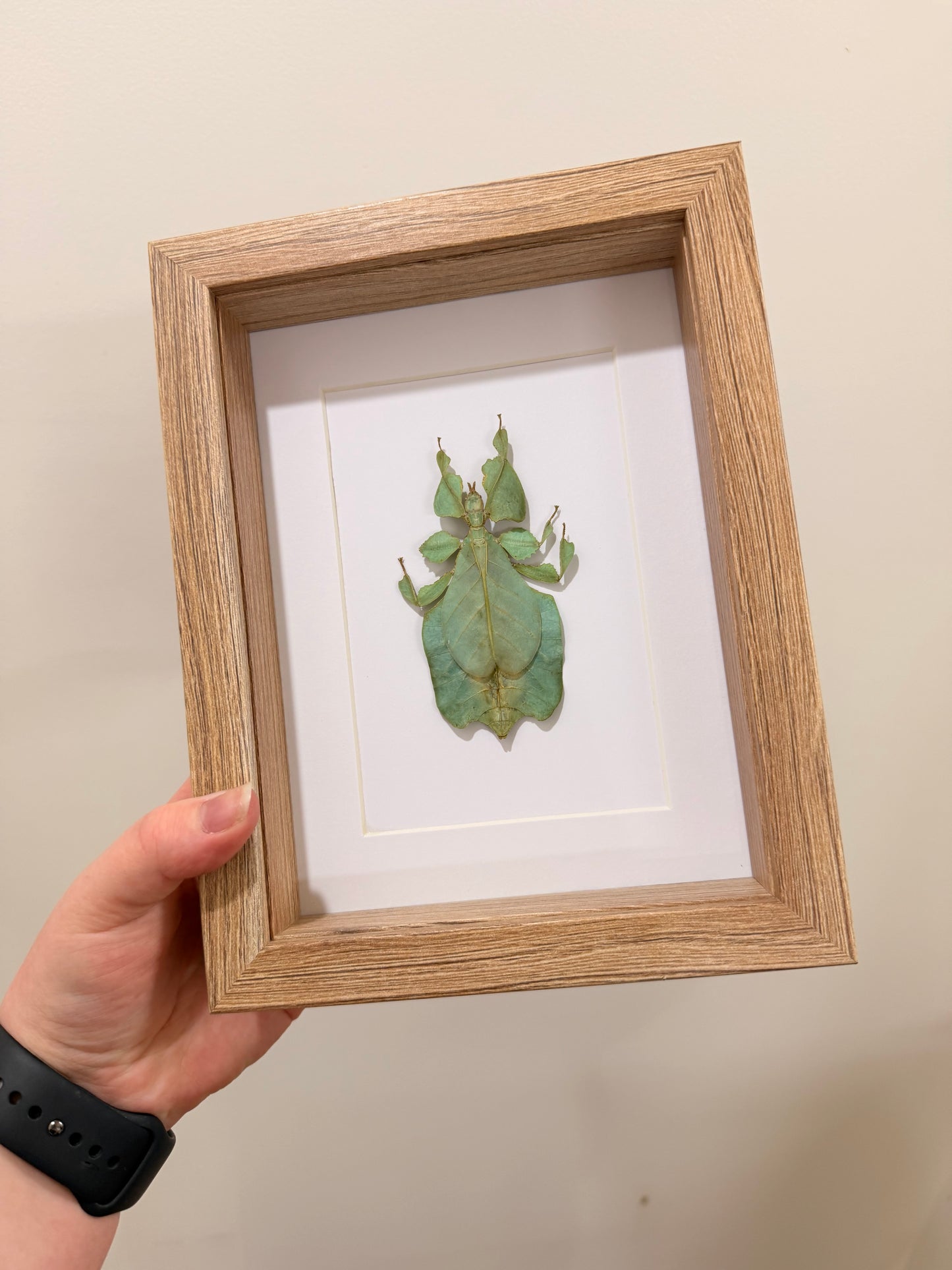 Gray's Leaf Insect (Phyllium Pulchrifolium - Green - A2)