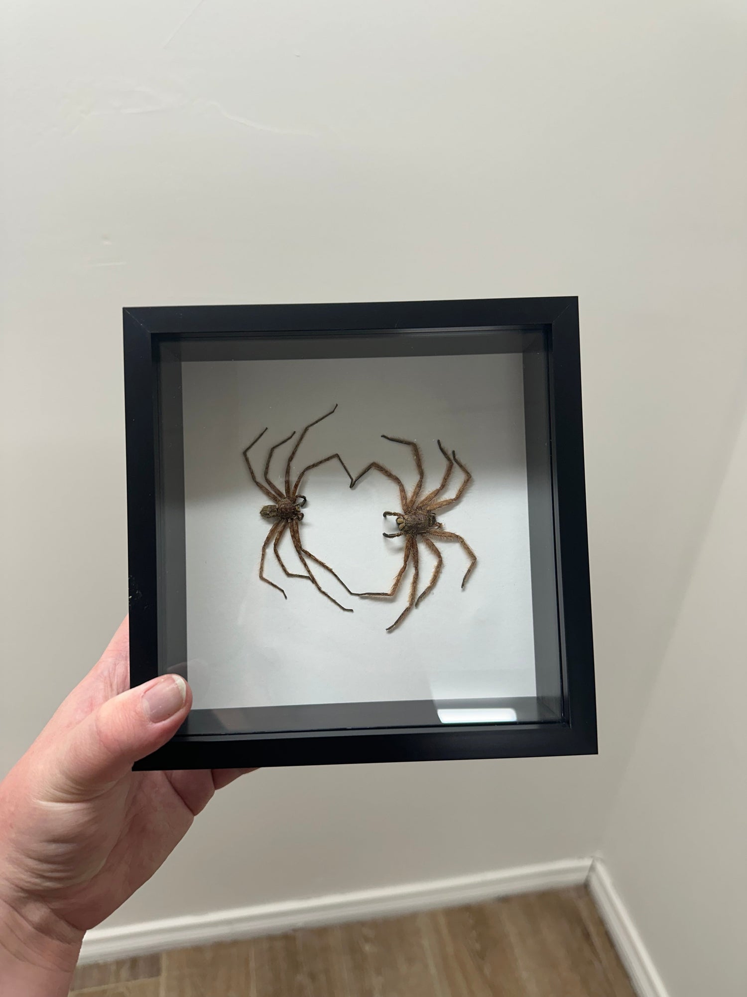 Spiders