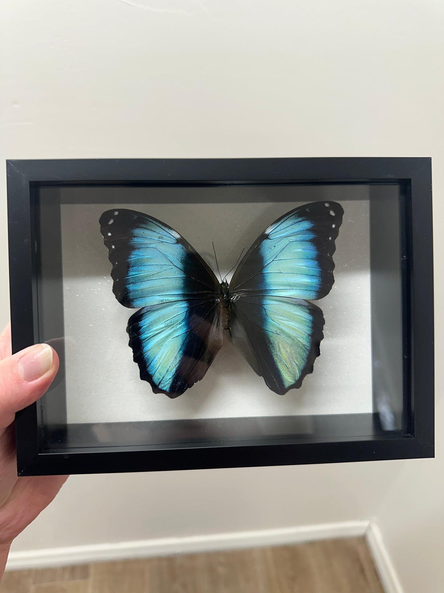 Butterflies