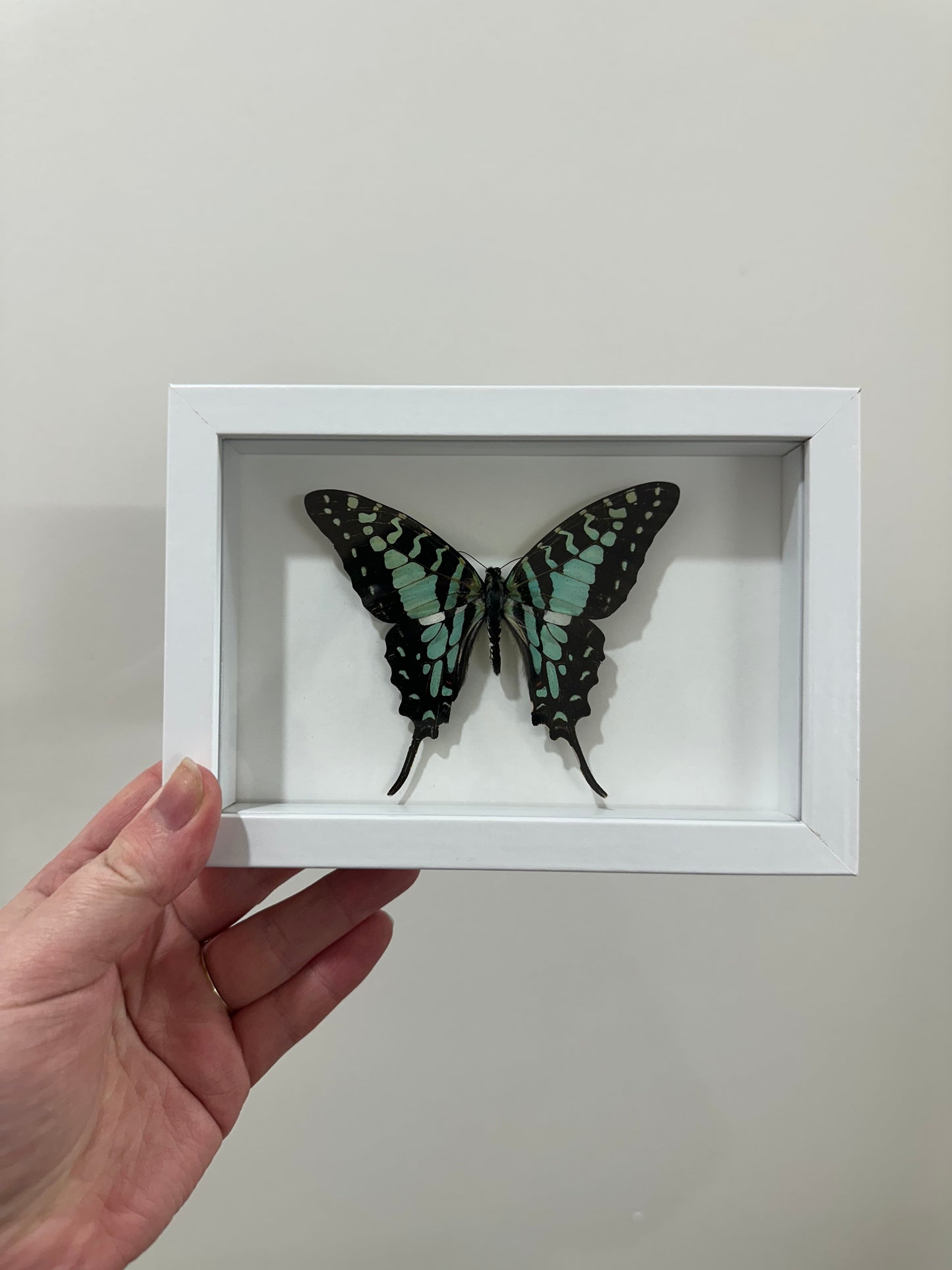 Large Striped Swallowtail (Graphium antheus)