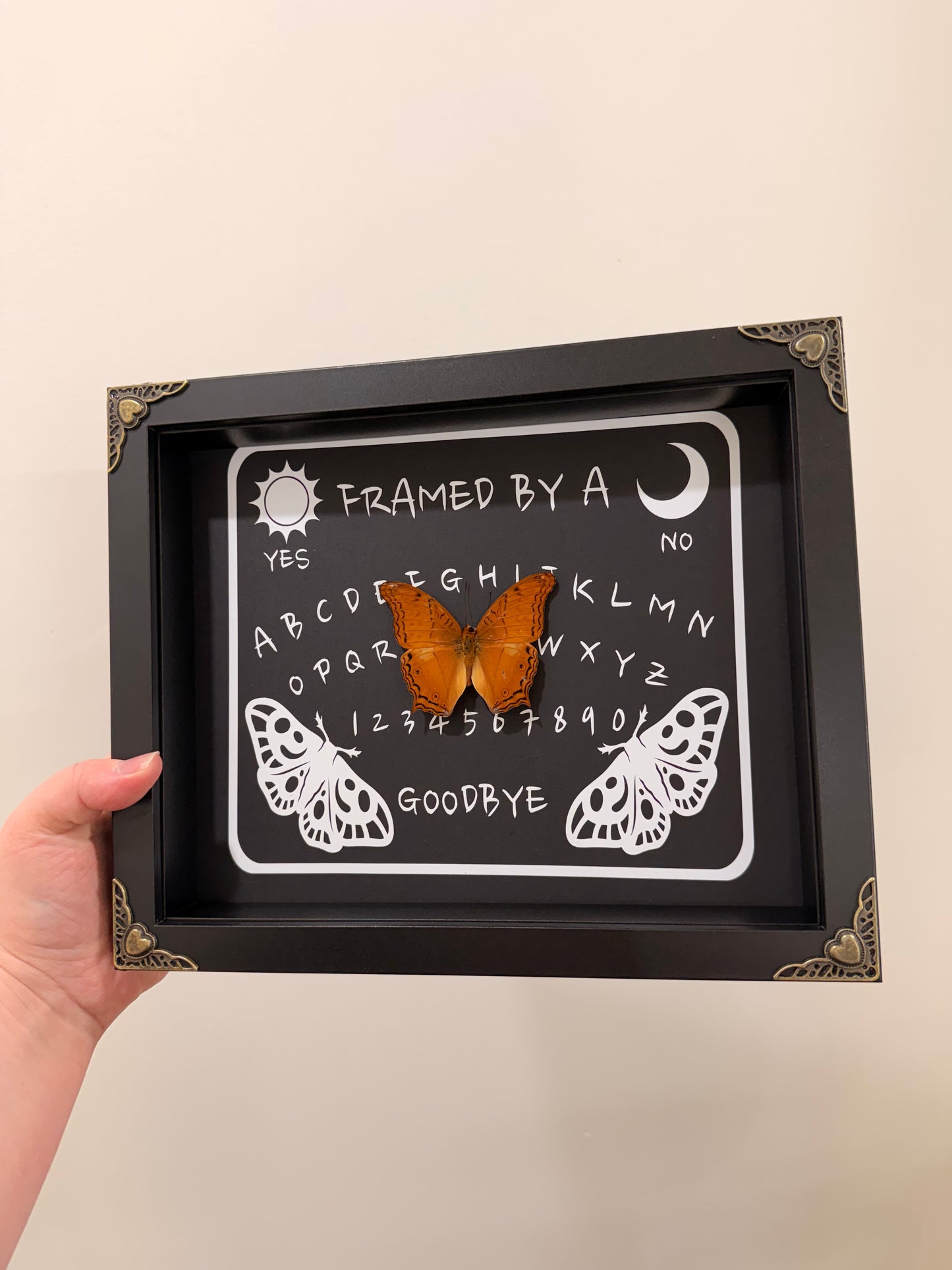 Ouija Board with the Common Cruiser (Vindula Erota)