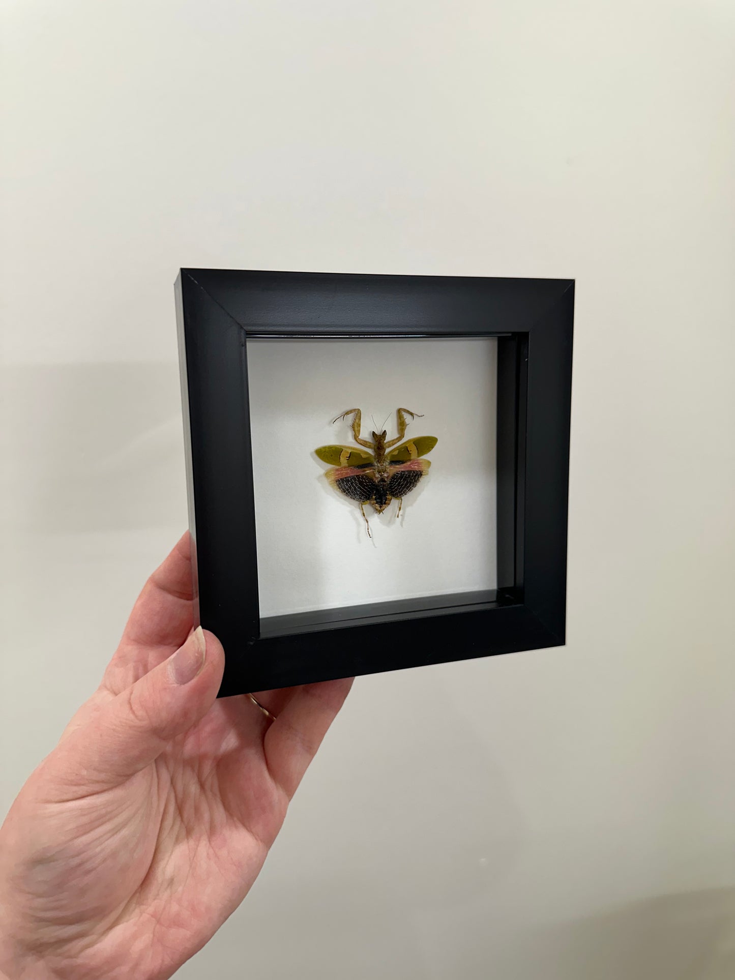 Creobroter Urbanus (Malaysian Flower Mantis)