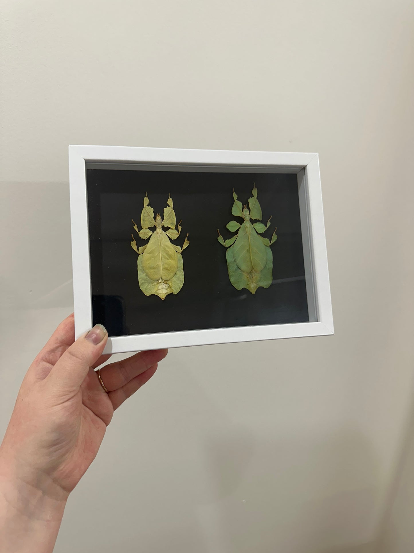 Yellow and Green Leaf Insect (Phyllium Pulchrifolium)