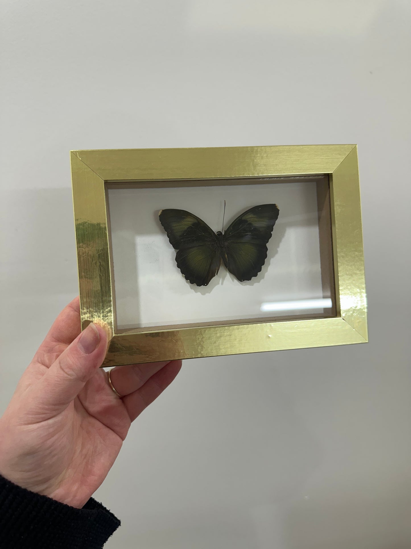 Butterfly in gold frame
