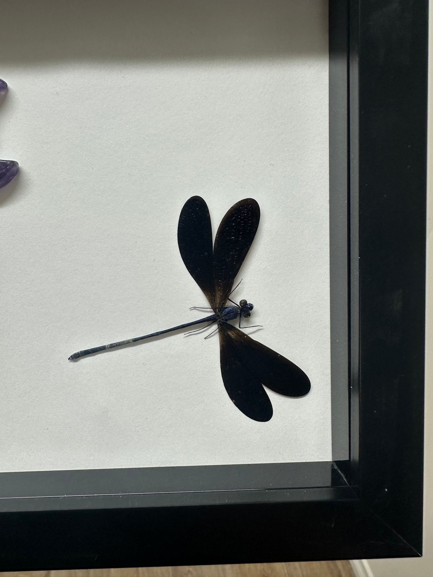 Moon Damselfly