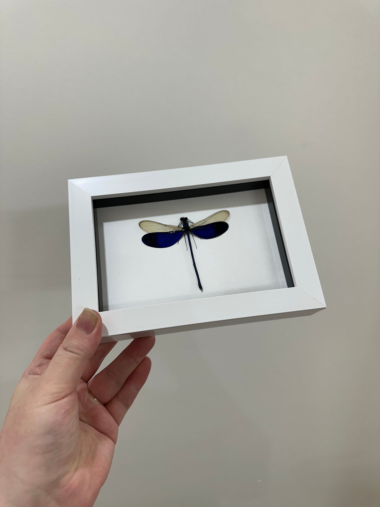 Great Blue Metalwing