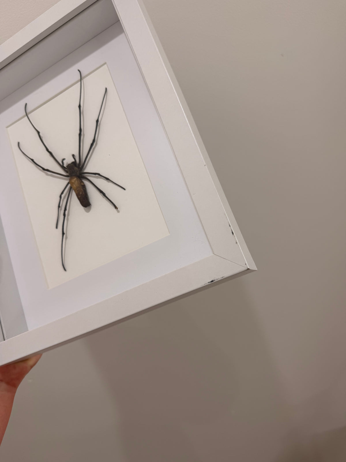 Giant Orb Weaver Spider (Nephila Pilipes - A2)