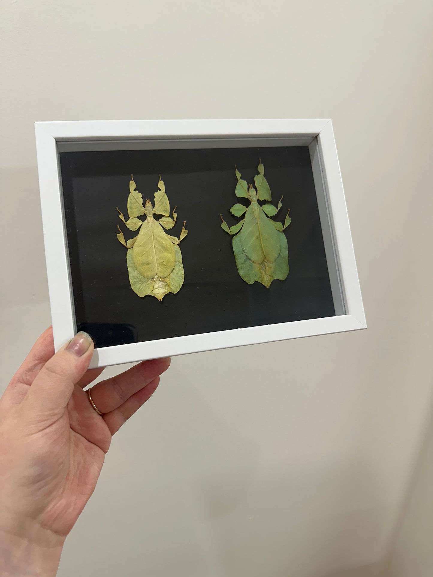 Yellow and Green Leaf Insect (Phyllium Pulchrifolium)