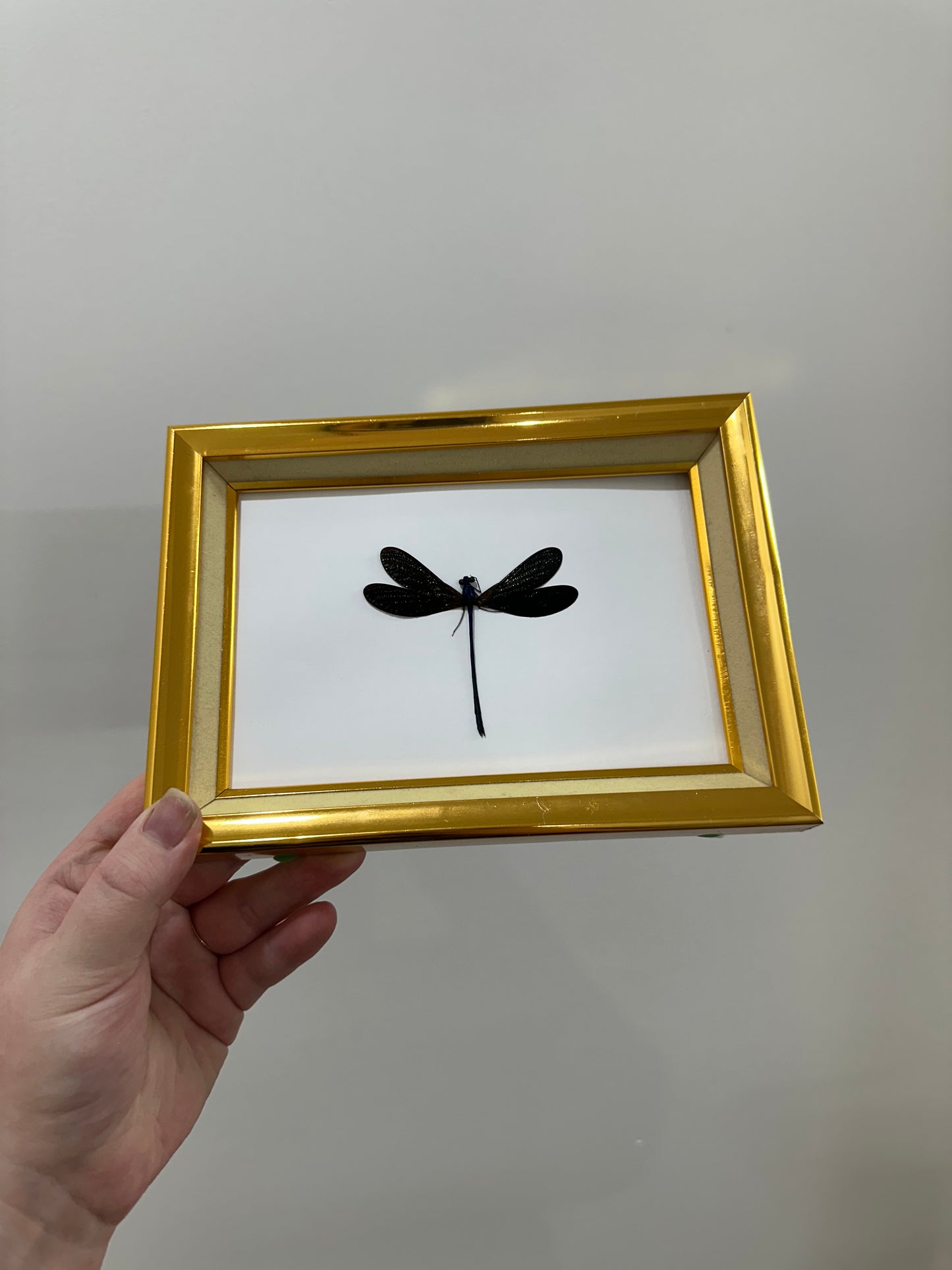 Ebony Jewelwing (Vestalis Luctuosa)