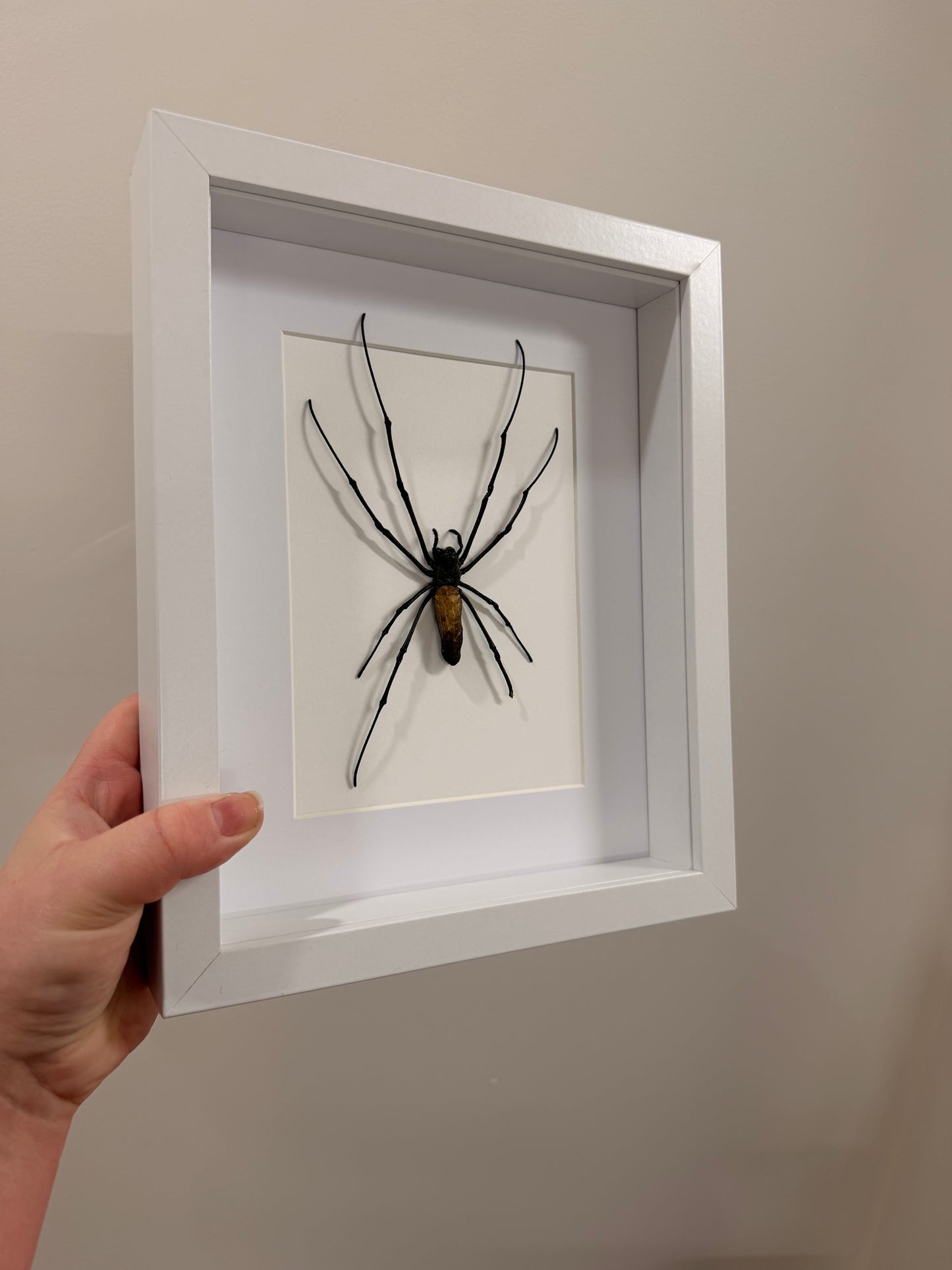 Giant Orb Weaver Spider (Nephila Pilipes - A2)