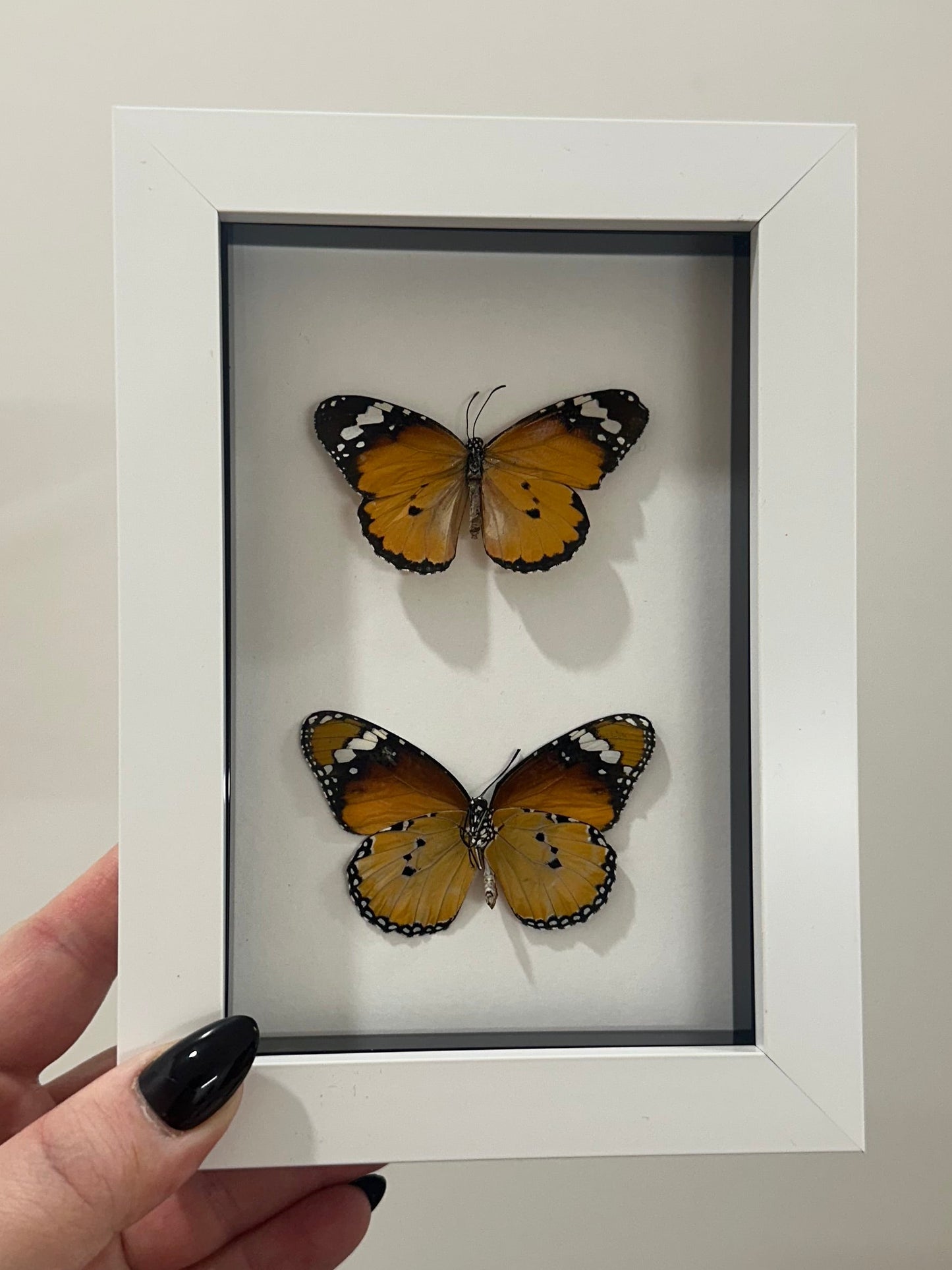 Monarch