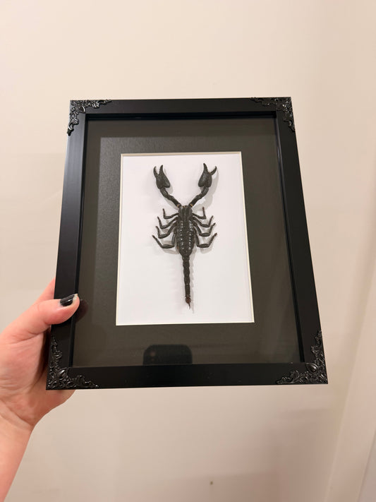 Black Forest Scorpion (Javanimetrus Cyaneus)