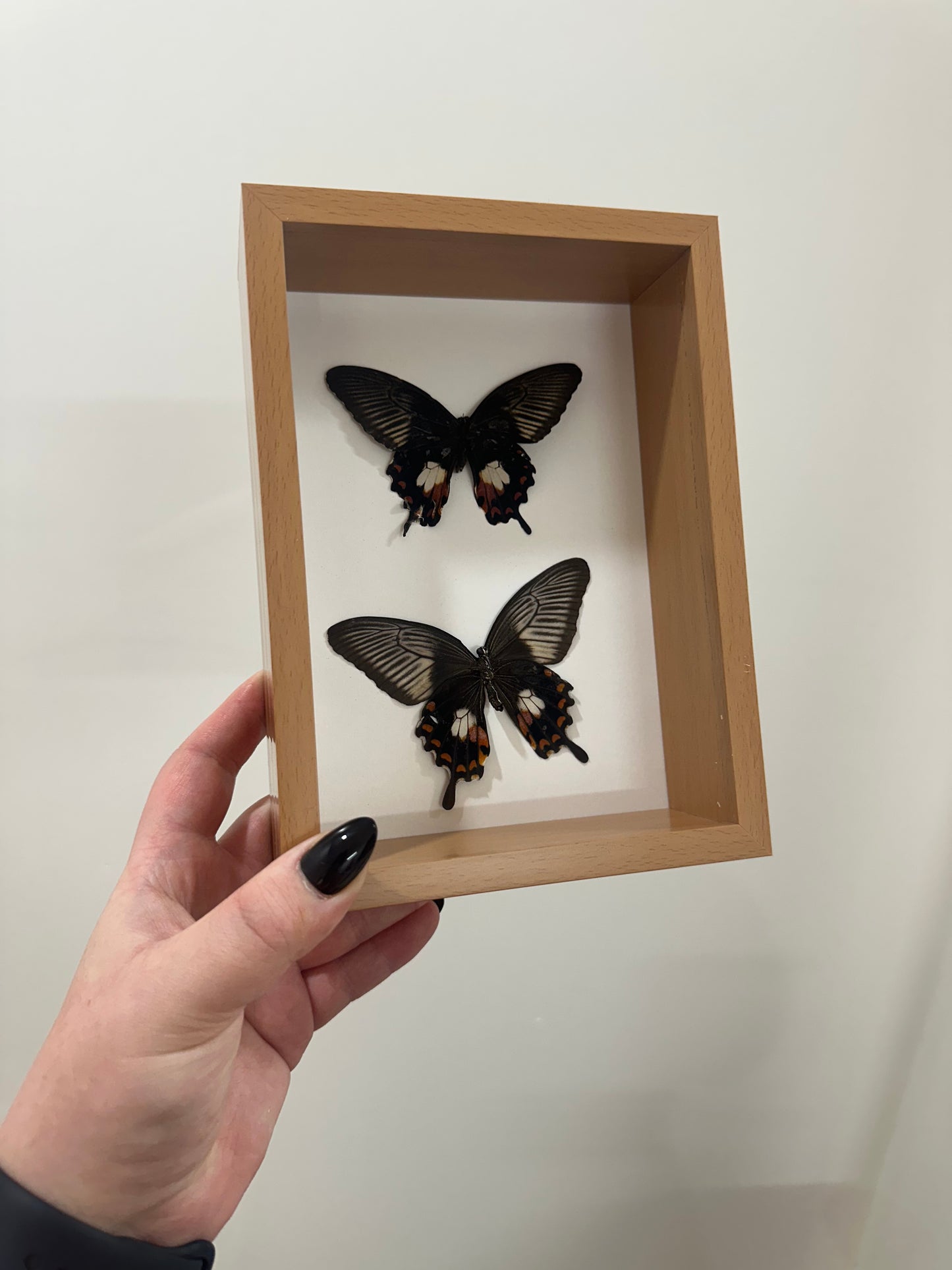Common Mormon (Papilio polytes)
