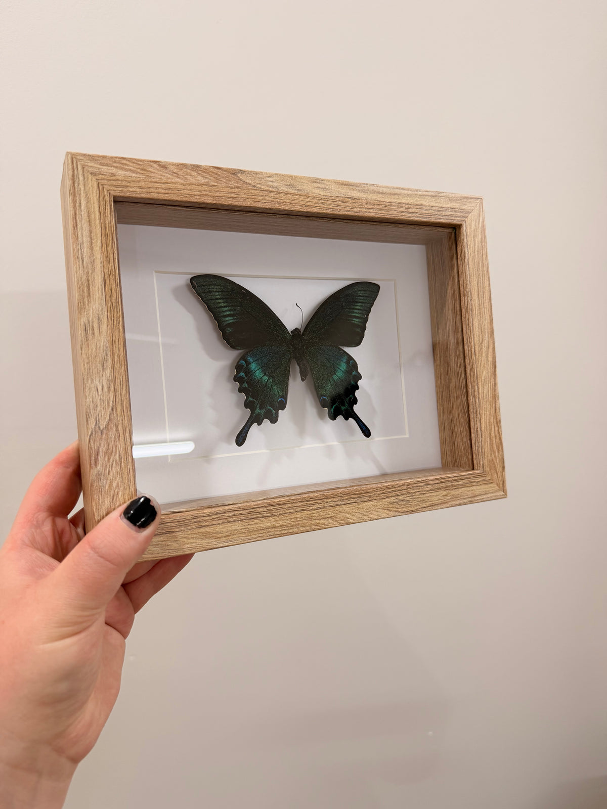Alpine Black Swallowtail (Papilio Maackii)