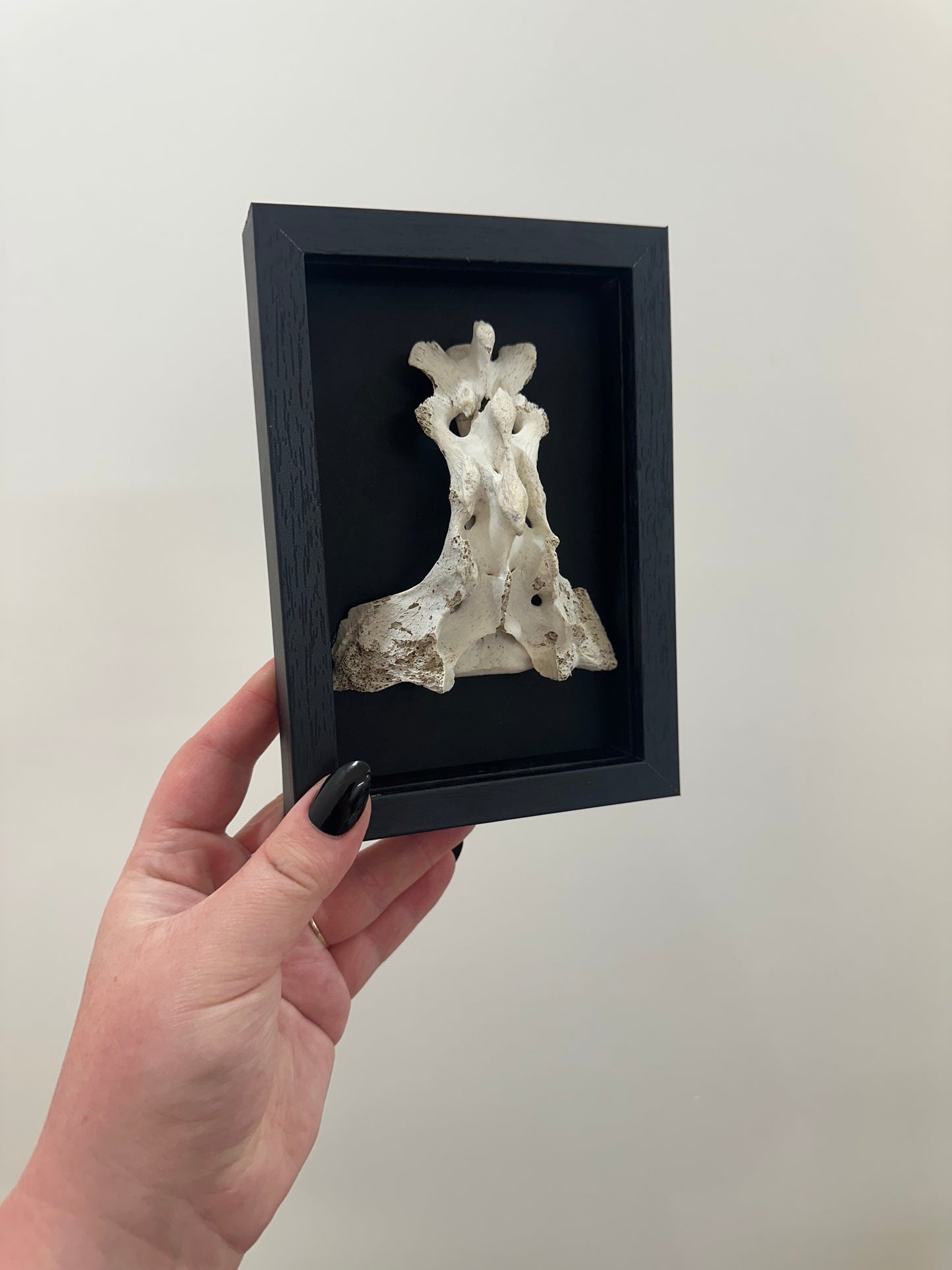 Spine Bone