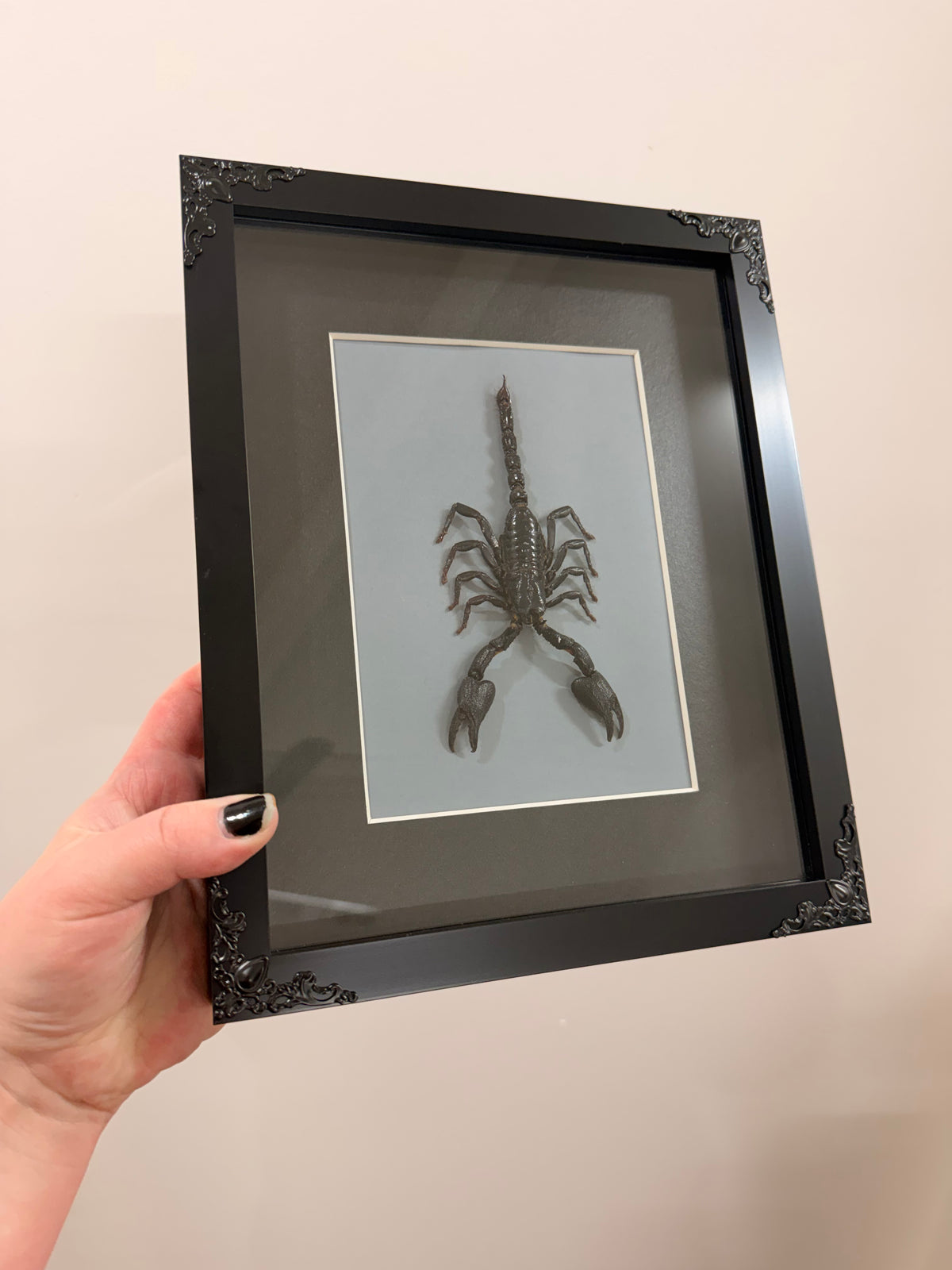 Black Forest Scorpion (Javanimetrus Cyaneus)