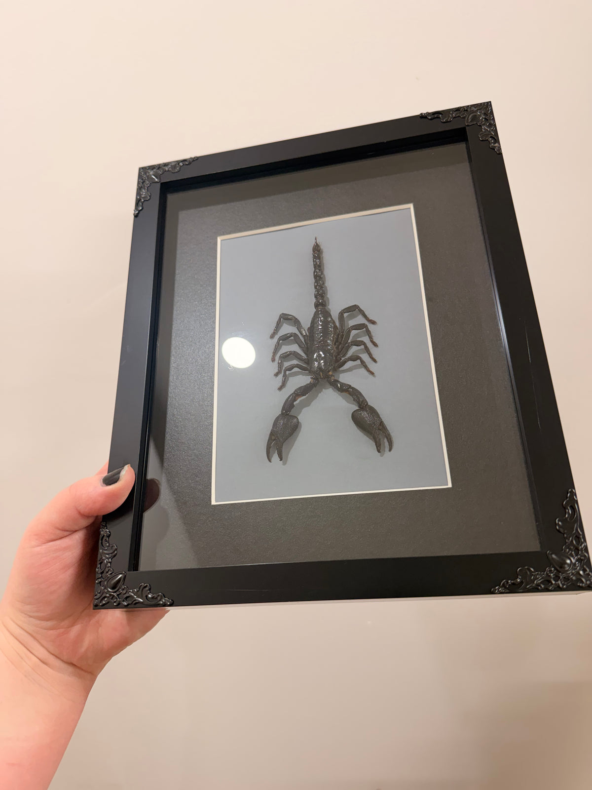 Black Forest Scorpion (Javanimetrus Cyaneus)