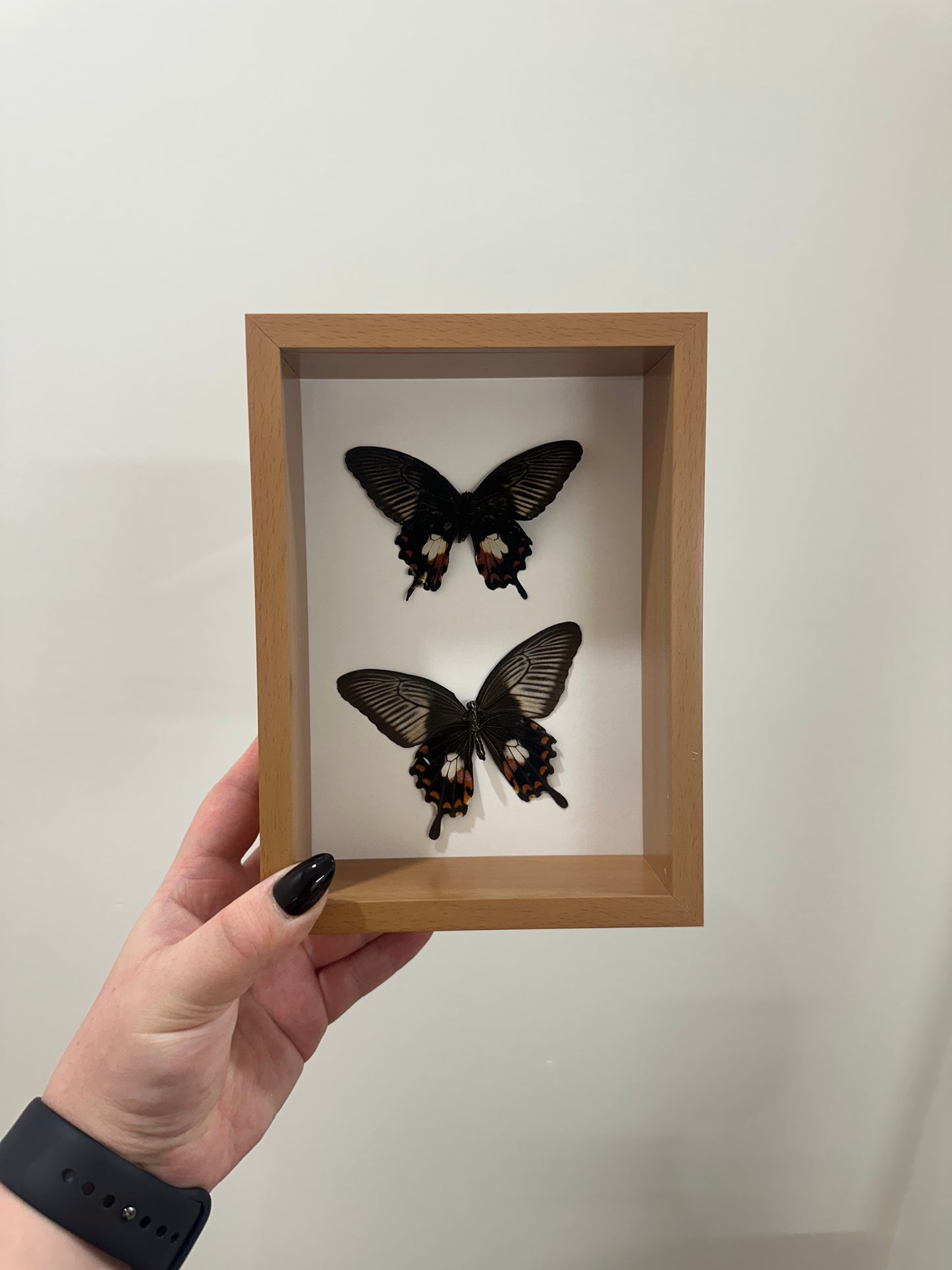 Common Mormon (Papilio polytes)
