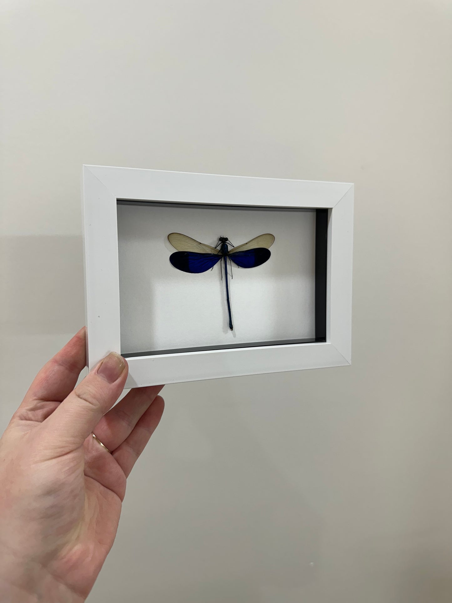 Great Blue Metalwing