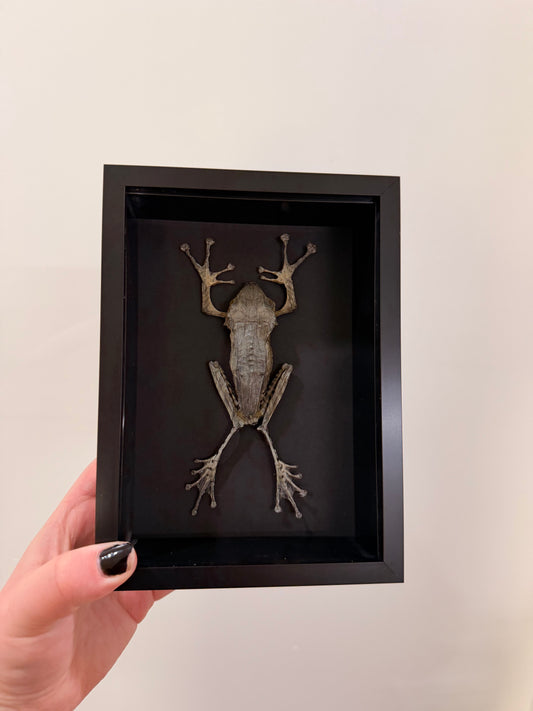 Horned Frog (Polypedates Otilophus-Bornean)