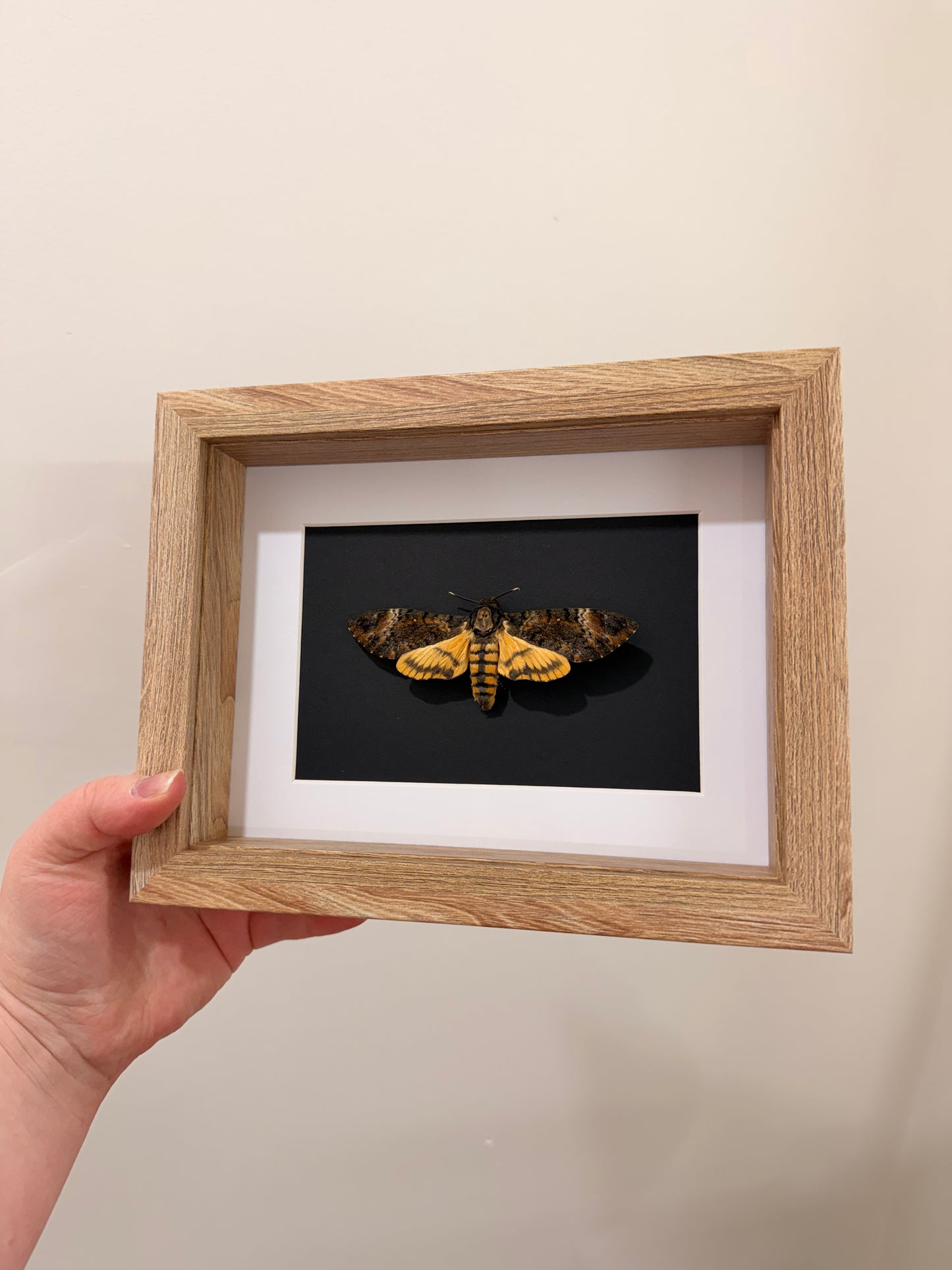 Eastern Death’s Head Hawkmoth (Ancherontia Styx ~ Female)
