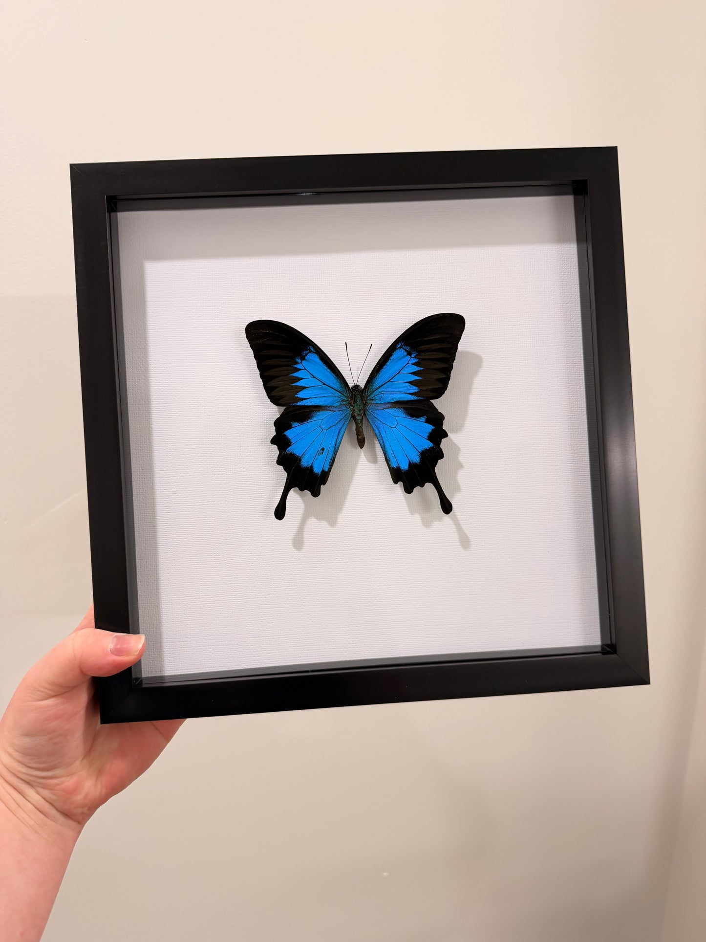 Blue Emperor (Papilio Ulysses ~ Male)