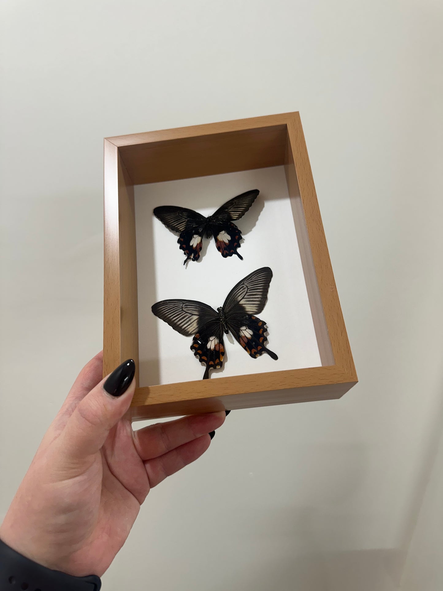 Common Mormon (Papilio polytes)