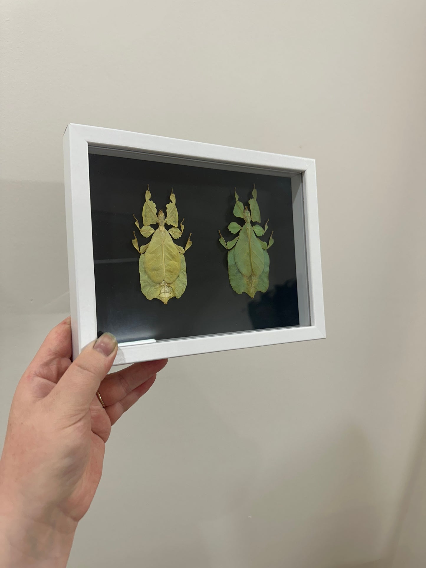 Yellow and Green Leaf Insect (Phyllium Pulchrifolium)