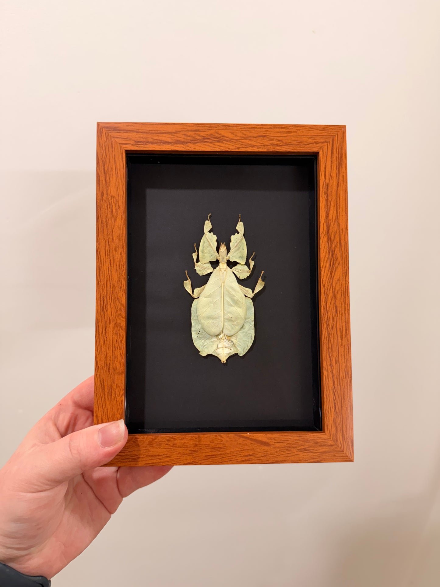 Gray's Leaf Insect (Phyllium Pulchrifolium - Yellow - A2)