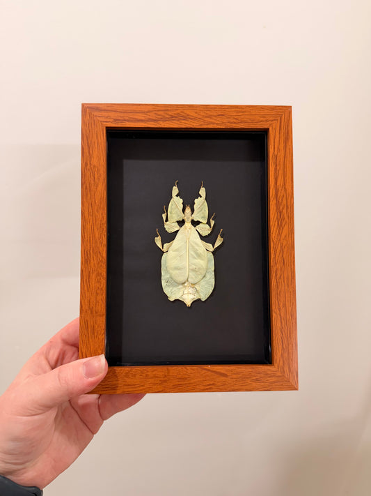 Gray's Leaf Insect (Phyllium Pulchrifolium - Yellow - A2)