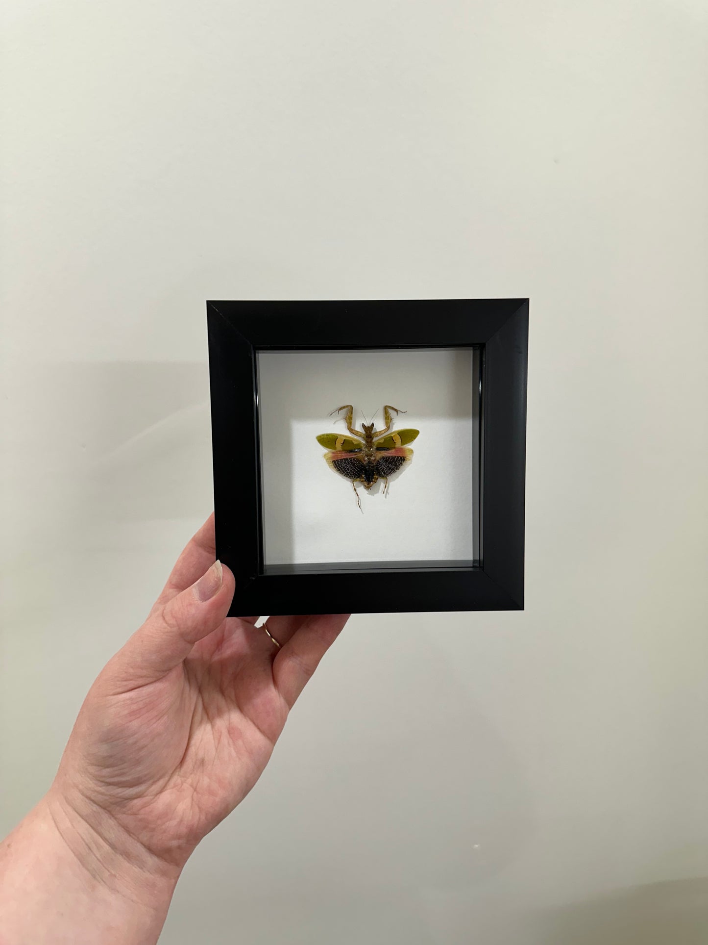 Creobroter Urbanus (Malaysian Flower Mantis)