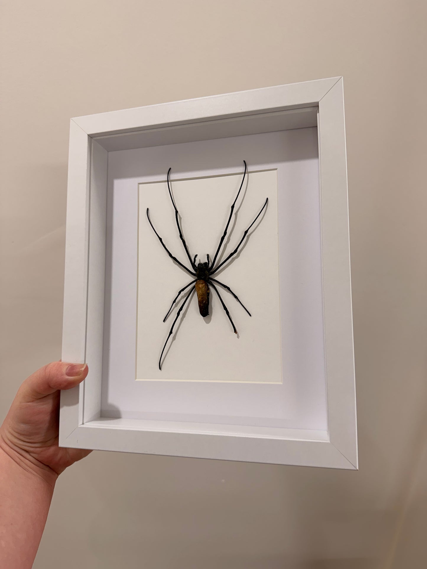 Giant Orb Weaver Spider (Nephila Pilipes - A2)