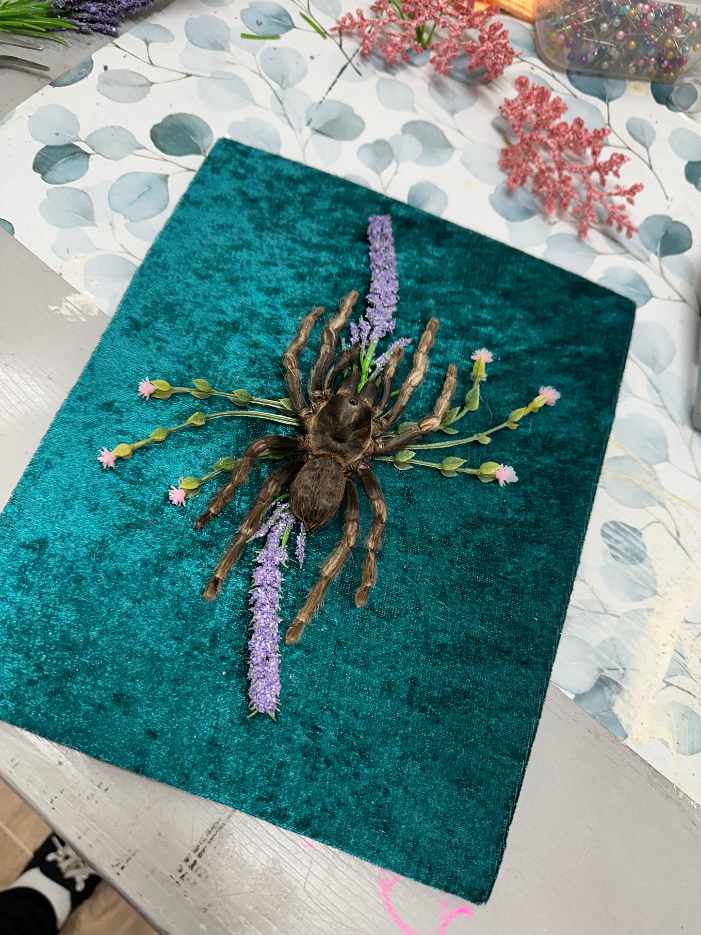 Brazilian Rusty Bird-eater (Acanthoscurria Ferina)