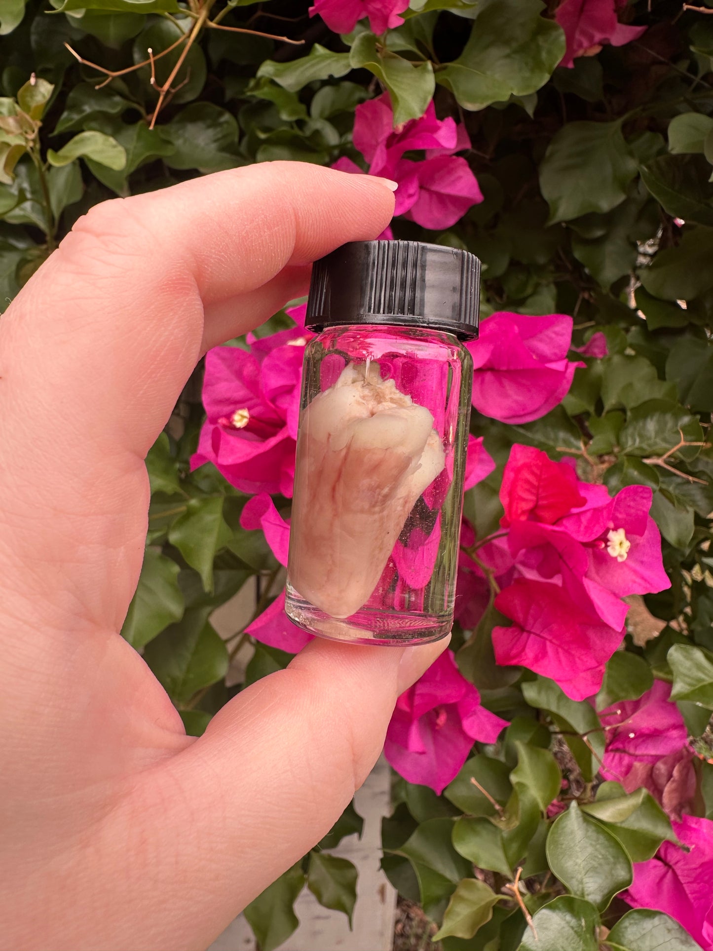 Hearts - Wet Specimens